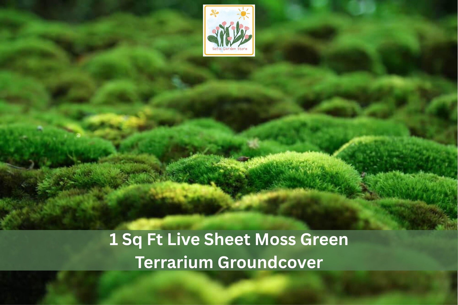 Live Sheet Moss Groundcover 1 sq ft, Green, Mat-Forming, Indoor & Outdoor, Terrarium & Garden, Natural Moisture-Loving Plant