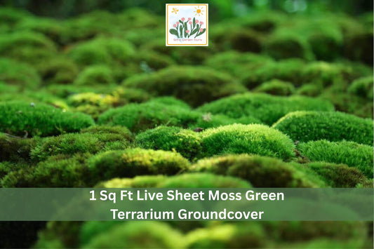 Live Sheet Moss Groundcover 1 sq ft, Green, Mat-Forming, Indoor & Outdoor, Terrarium & Garden, Natural Moisture-Loving Plant