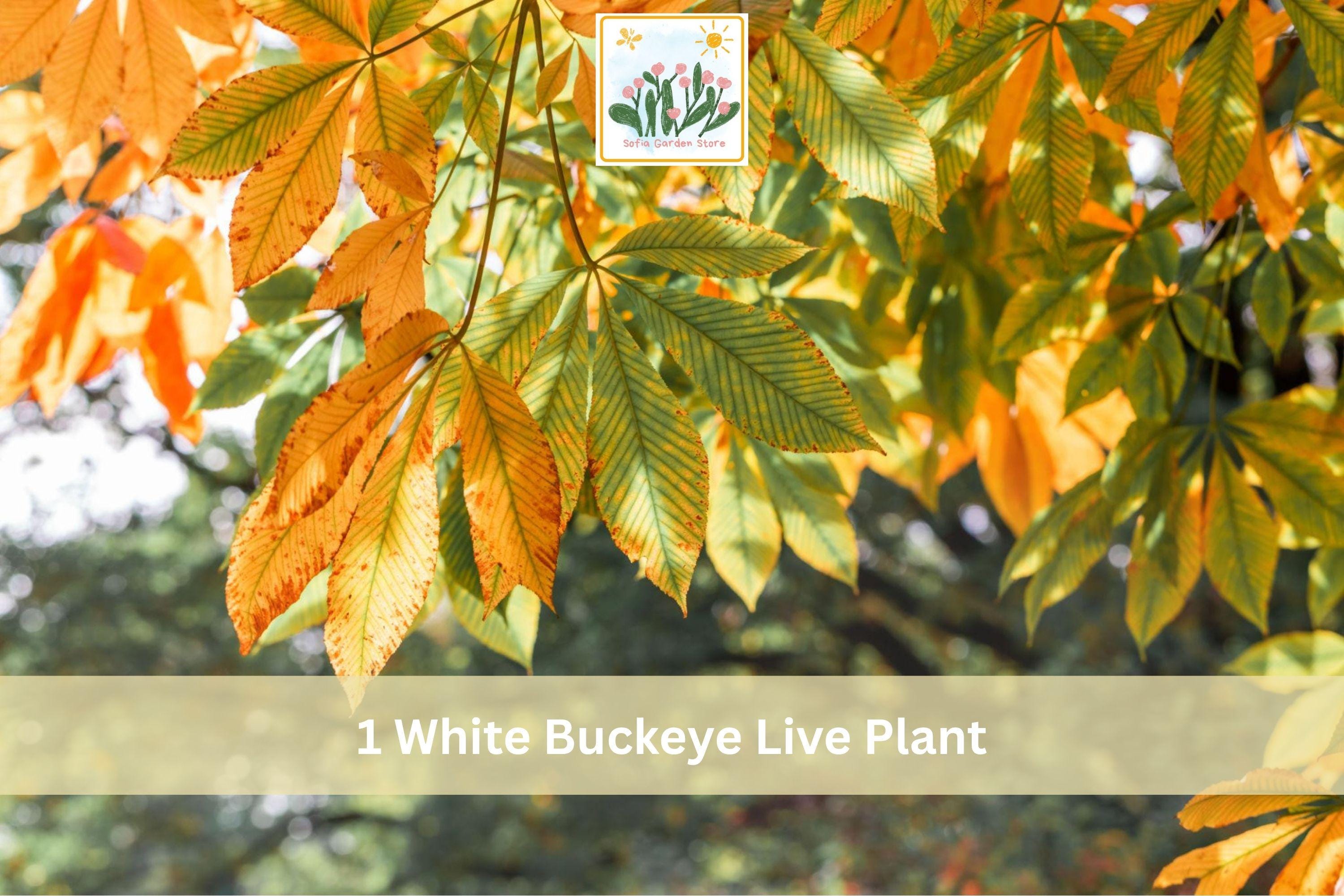 White Buckeye Bare Root Tree - Aesculus spp. Live Plant, Seasonal Flowers & Fall Color, Hardy Landscape Tree