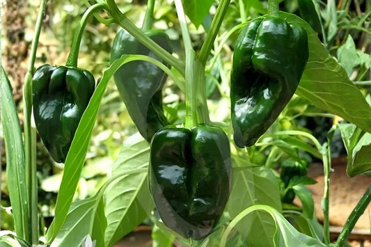 Ancho Poblano Pepper Seeds – Mild Chili, Large Heart-Shaped Fruits, Capsicum annuum, Perfect for Stuffing & Roasting