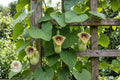 Wooly Dutchman’s Pipevine Seeds – Aristolochia tomentosa Native Climbing Vine for Pollinator Garden, Butterfly Host Plant, Fast-Growing
