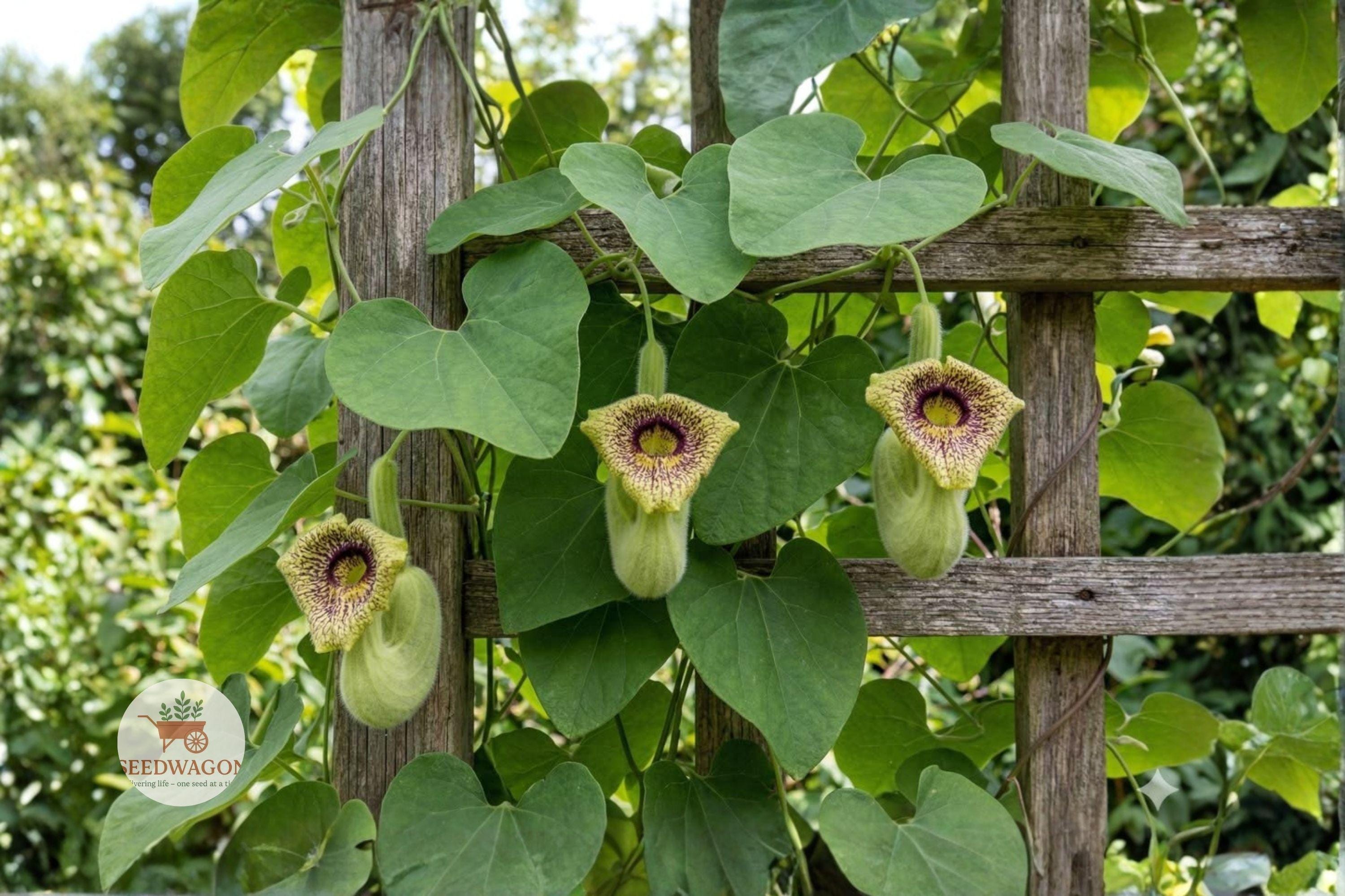 Wooly Dutchman’s Pipevine Seeds – Aristolochia tomentosa Native Climbing Vine for Pollinator Garden, Butterfly Host Plant, Fast-Growing