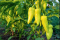 Cubanelle Pepper Seeds 25 Pack | Sweet Italian Mild Pepper for Sautéing, Frying, Stuffing | Capsicum annuum