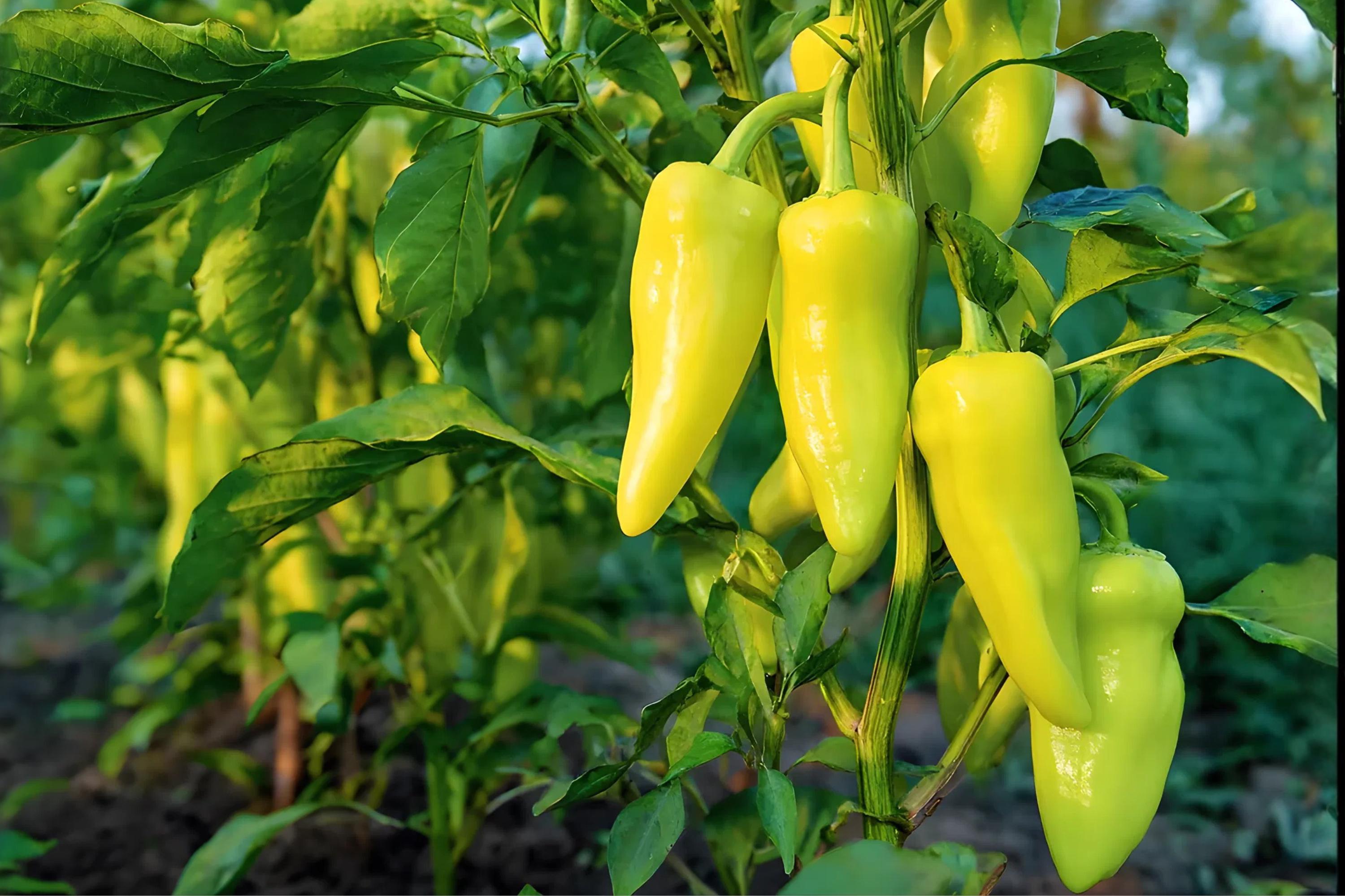 Cubanelle Pepper Seeds 25 Pack | Sweet Italian Mild Pepper for Sautéing, Frying, Stuffing | Capsicum annuum