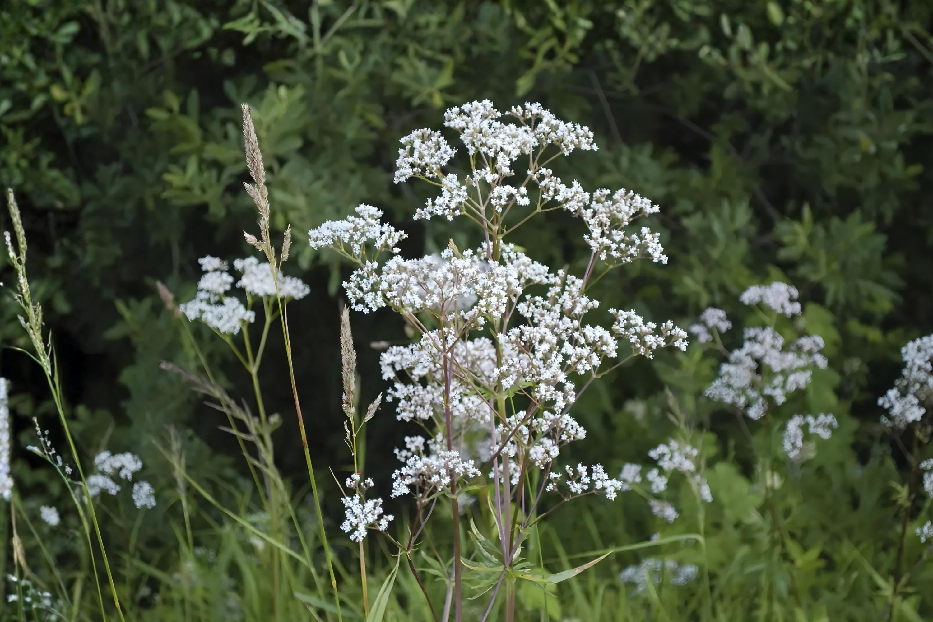 Anise Herb Seeds (100) – Licorice Flavor, Aromatic, Pimpinella anisum, Culinary & Medicinal Herb Seeds