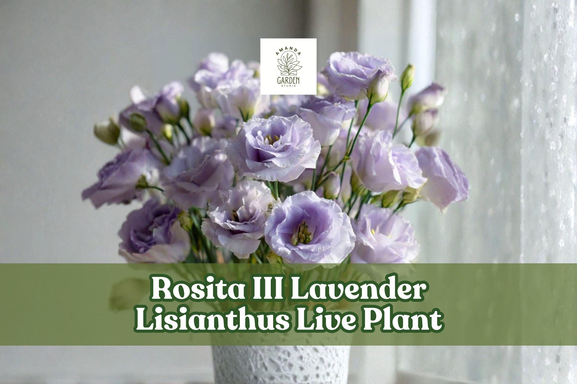 Lisianthus Live Plant Starter Plug – Rosita III Lavender Eustoma grandiflorum for Containers & Gardens
