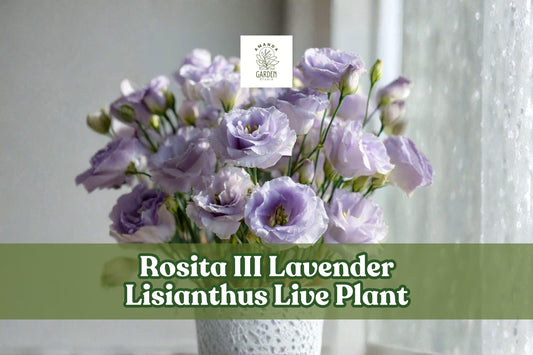 Lisianthus Live Plant Starter Plug – Rosita III Lavender Eustoma grandiflorum for Containers & Gardens