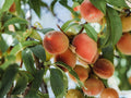 Peach Tree Cuttings 6 Inch – Prunus persica Edible Fruit Tree for Garden & Orchard
