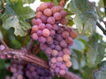 Red Reliance Grape Vine – Seedless Edible Fruit Plant, Climbing Vitis, Bare Root 1-2 Ft, Full Sun, Perennial Fruit Vine