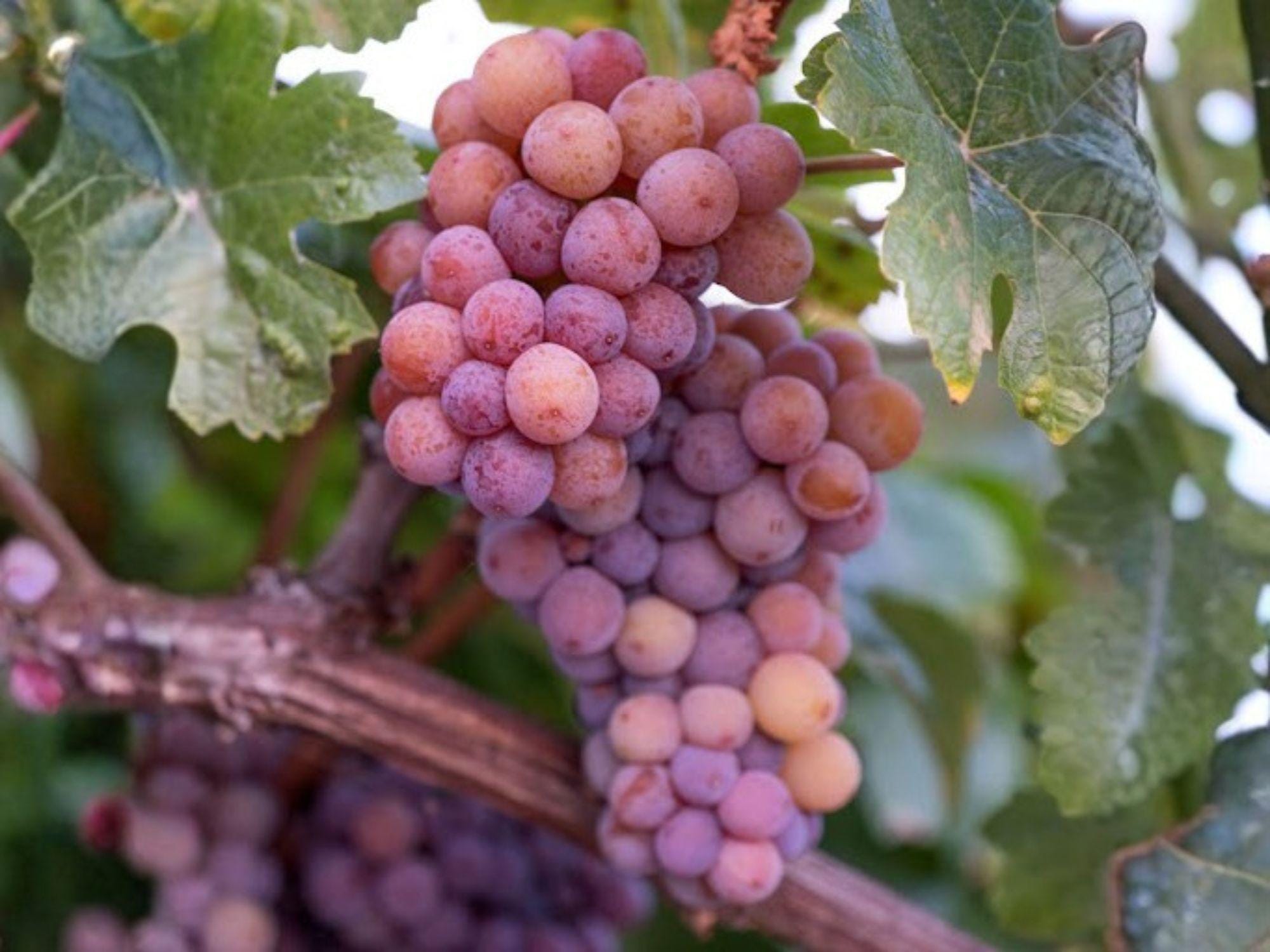 Red Reliance Grape Vine – Seedless Edible Fruit Plant, Climbing Vitis, Bare Root 1-2 Ft, Full Sun, Perennial Fruit Vine