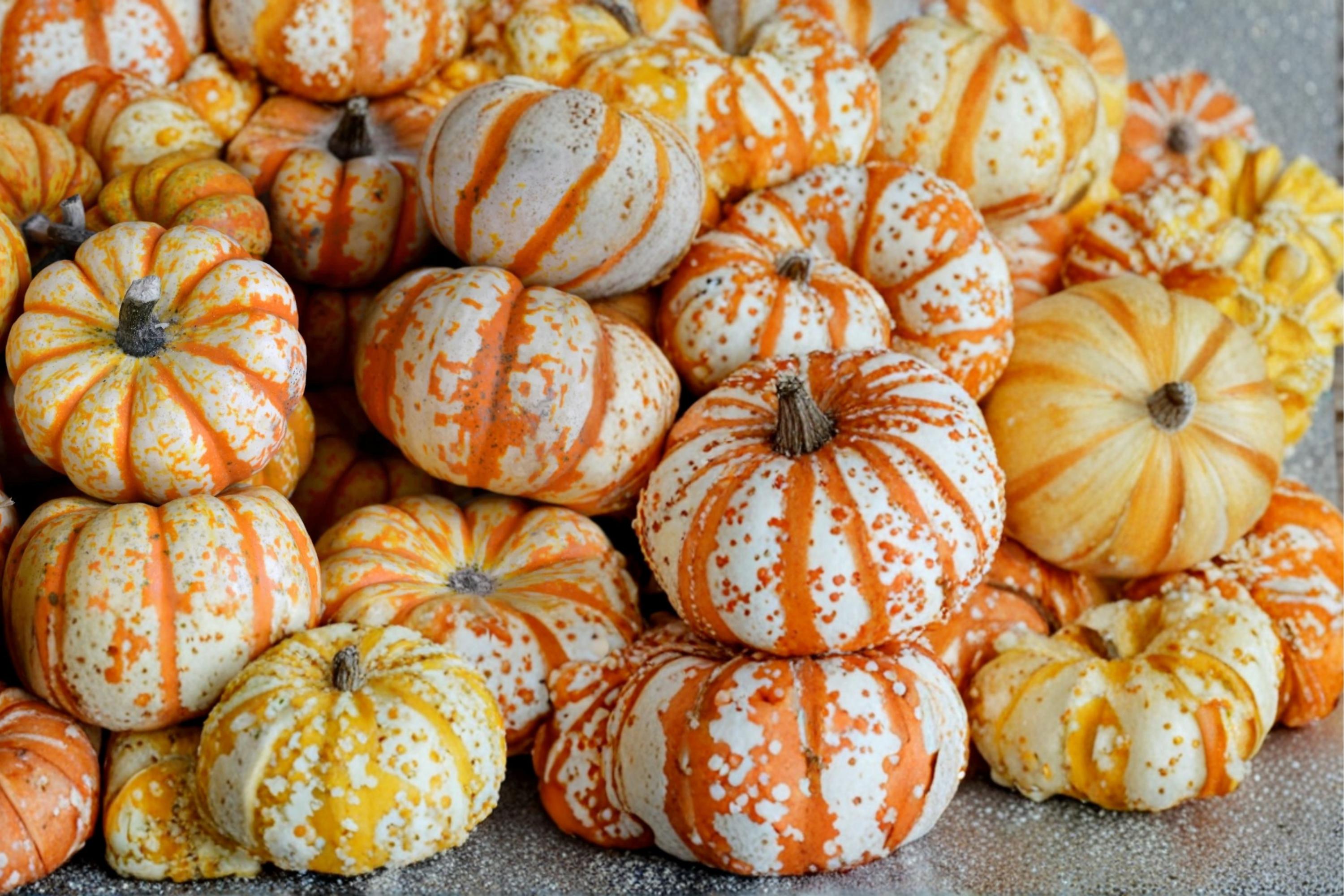 Striped Pumpkin Seeds – Cucurbita pepo – Ornamental White & Red Veined Pumpkin Seed for Fall Garden & Seasonal Decor