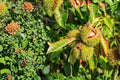 Chestnut Tree Seeds – Castanea mollissima – Edible Nut Tree for Orchard & Landscape Planting