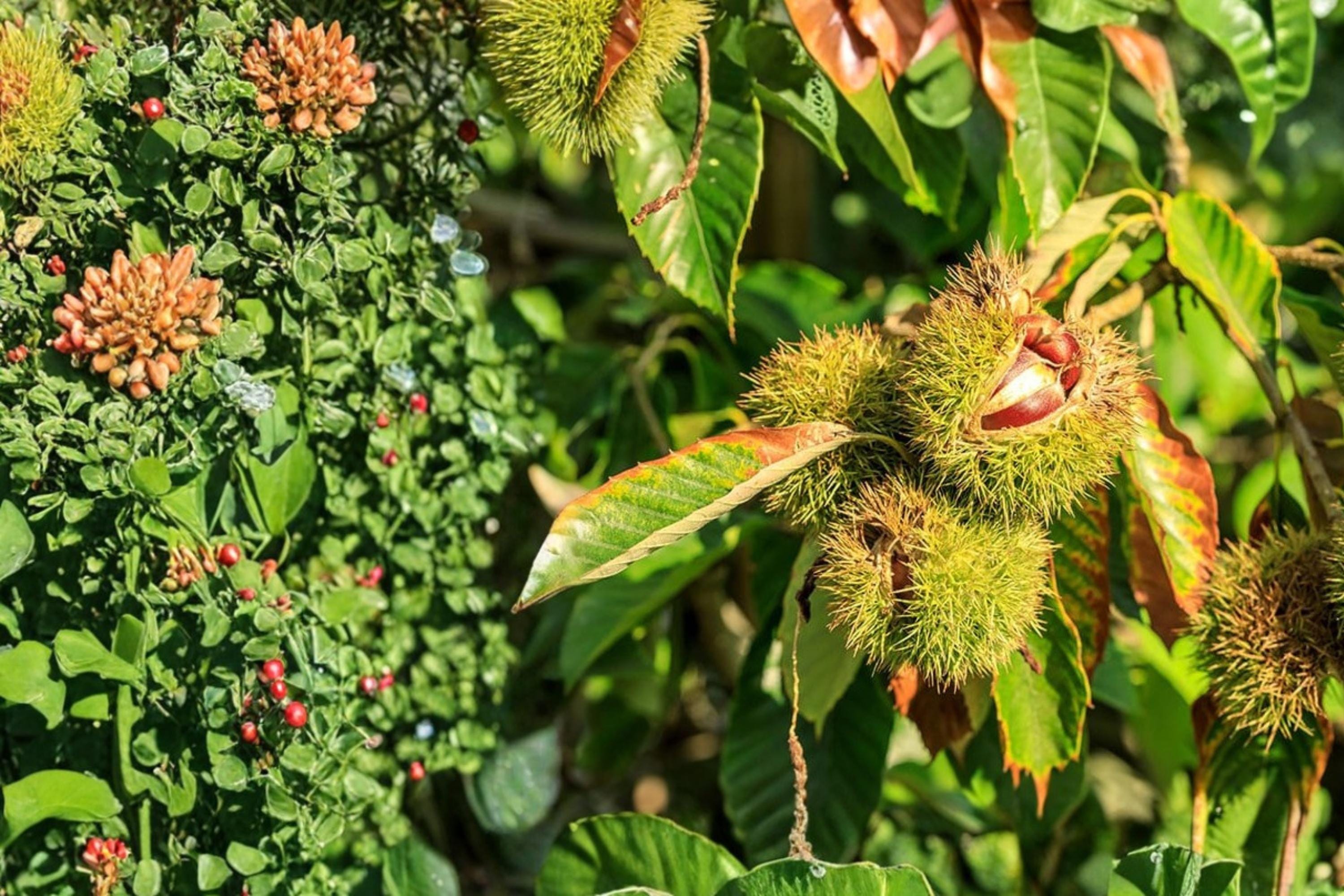 Chestnut Tree Seeds – Castanea mollissima – Edible Nut Tree for Orchard & Landscape Planting