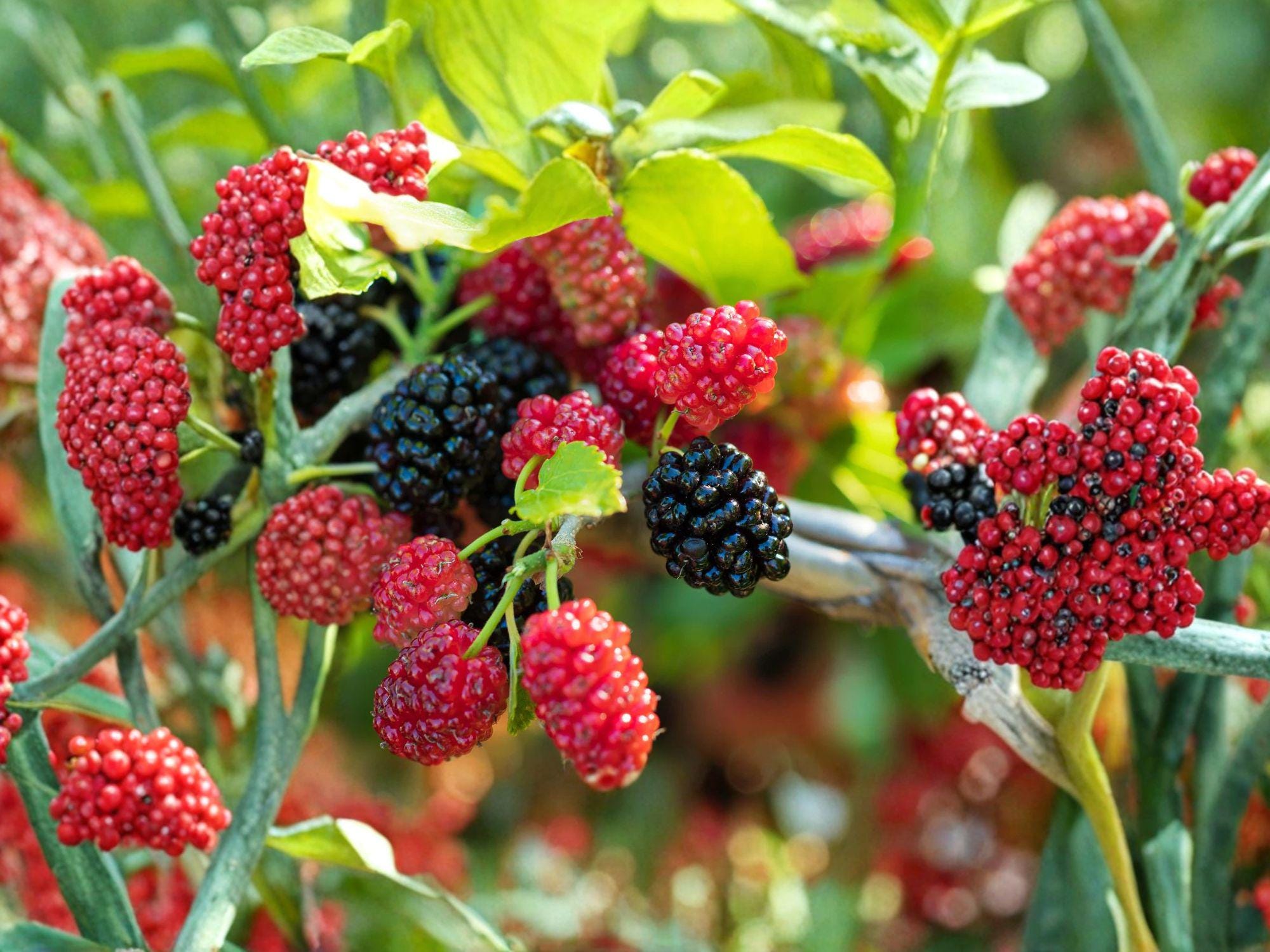 Dwarf Everbearing Mulberry Plant – Compact Morus sp. Fruit Tree for Small Gardens, Edible Landscape, 3–4in Bare Root
