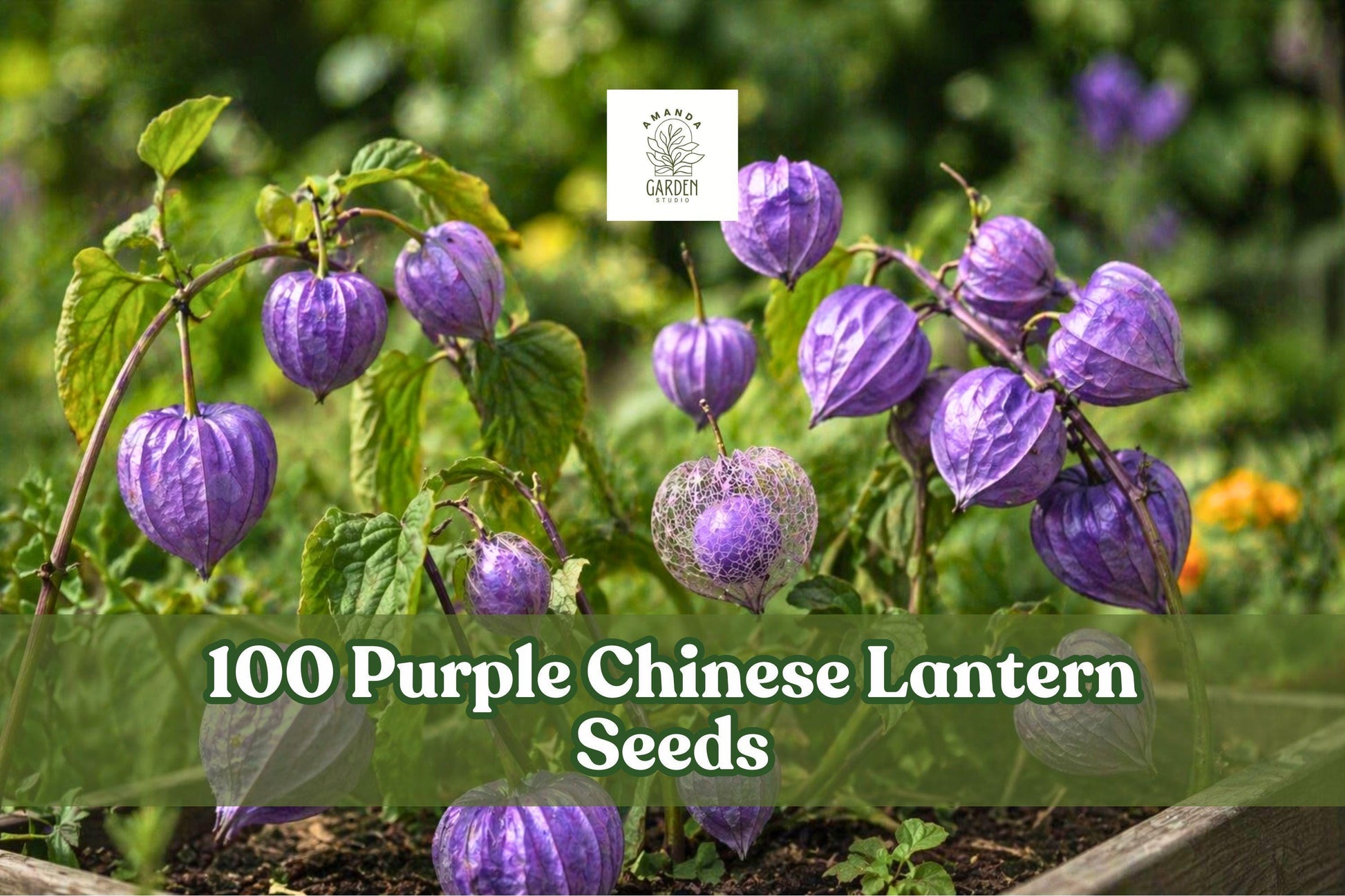 Purple Chinese Lantern Seeds – 100 Pack, Physalis alkekengi, Unique Lantern-Shaped Pods, Perennial, Bright Purple, Easy to Grow