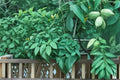 Butternut Tree Seeds – Juglans cinerea – Edible Nut Tree with Broad Canopy for Garden & Landscape