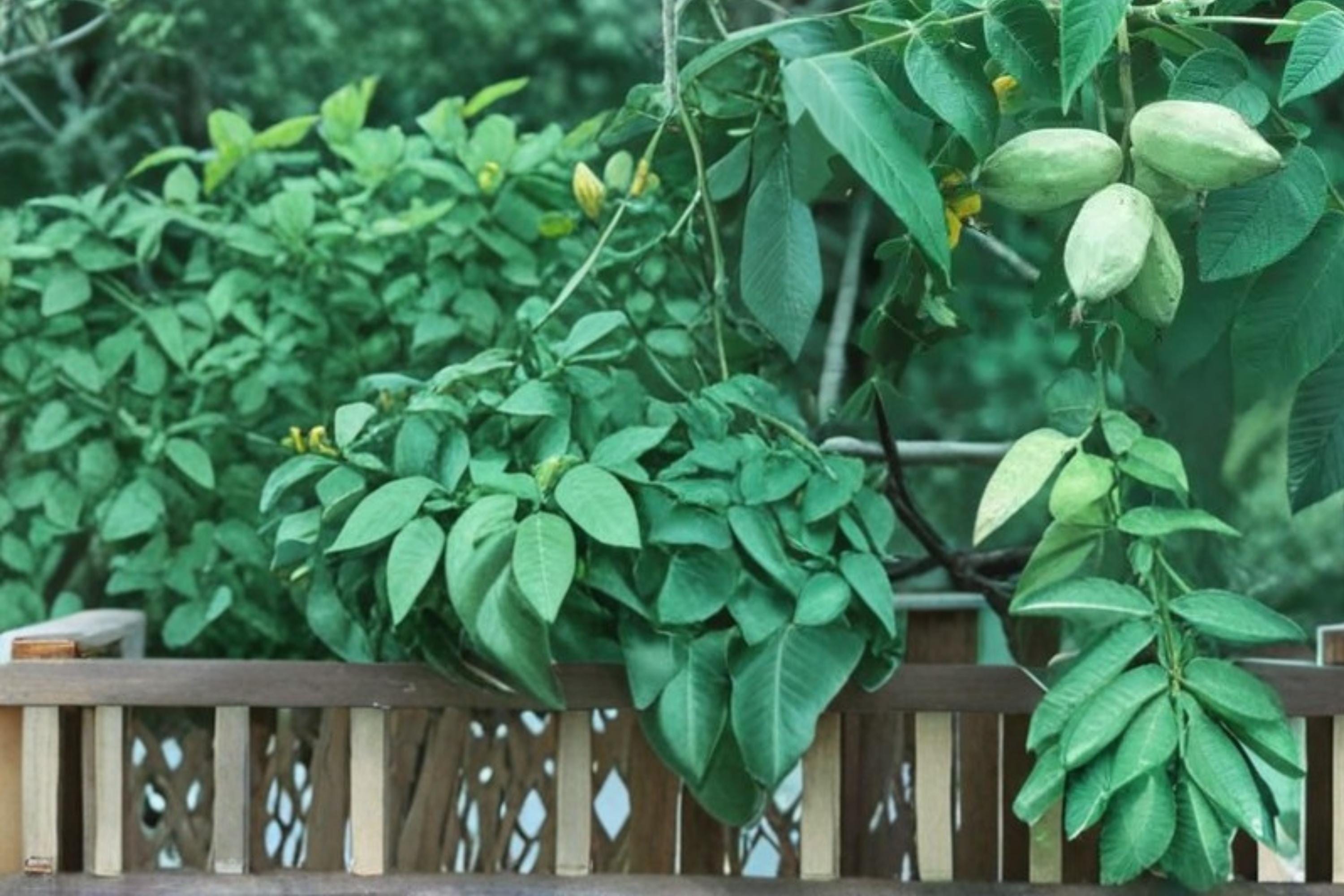 Butternut Tree Seeds – Juglans cinerea – Edible Nut Tree with Broad Canopy for Garden & Landscape