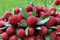 Yumberry Tree Seeds – Myrica rubra – Evergreen Fruit Tree with Red to Purple Berries, Ornamental Foliage, Tropical Garden Plant