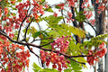 Pink Shower Tree Seeds – Cassia grandis Tropical Flowering Ornamental Landscape Tree