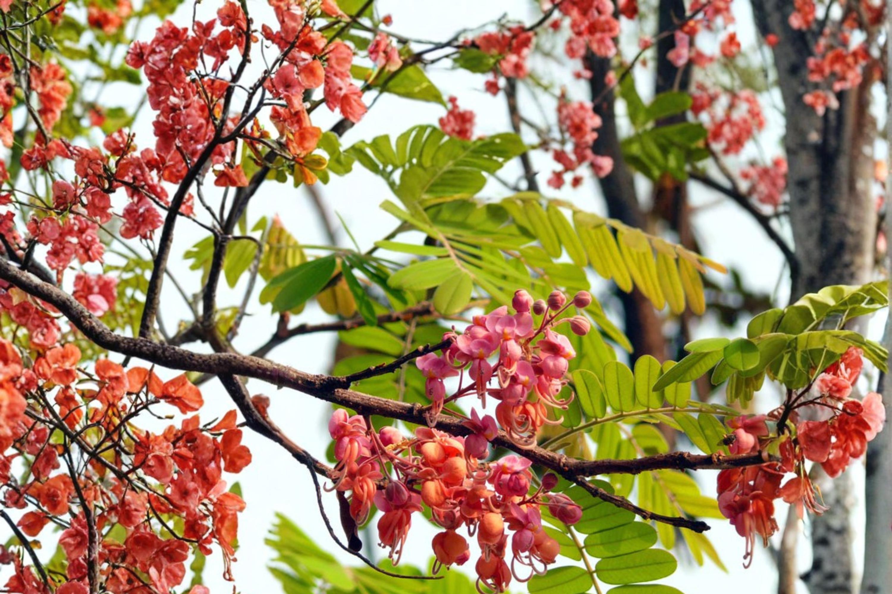 Pink Shower Tree Seeds – Cassia grandis Tropical Flowering Ornamental Landscape Tree