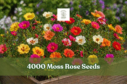 Moss Rose Seeds, Portulaca grandiflora, Double Bloom Groundcover, Bright Multicolor, 4000+ Seeds