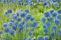 Blue Allium Bulbs – Allium caeruleum, Perennial Flowering Bulb with Blue Globe-Shaped Blooms for Garden Borders