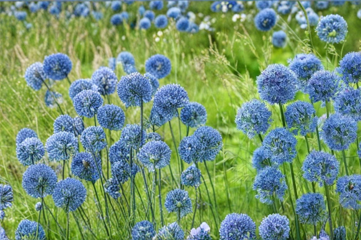 Blue Allium Bulbs – Allium caeruleum, Perennial Flowering Bulb with Blue Globe-Shaped Blooms for Garden Borders