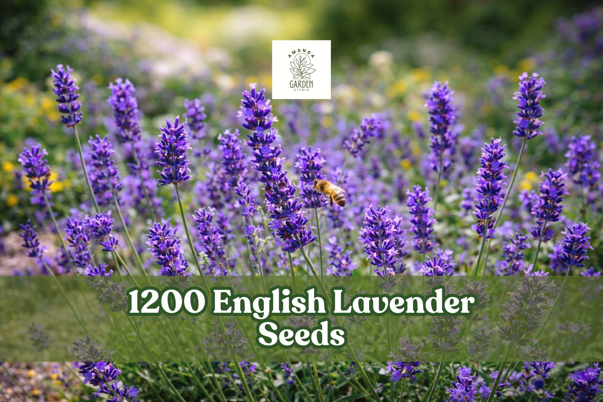 English Lavender Seeds, Lavandula angustifolia Munstead, Aromatic Herb for Gardens & Containers, 1200+ Seeds