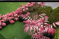 Chinese Toon Tree Seeds – Toona sinensis Edible Foliage Ornamental Deciduous Tree for Garden and Landscape