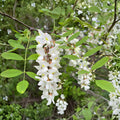 Black Locust Sapling Bare Root Tree - Fast-Growing Shade Tree for Garden, Robinia pseudoacacia