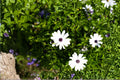 White Cape Daisy Seeds (Osteospermum ecklonis) - Bright White Flower Seeds for Gardens & Containers