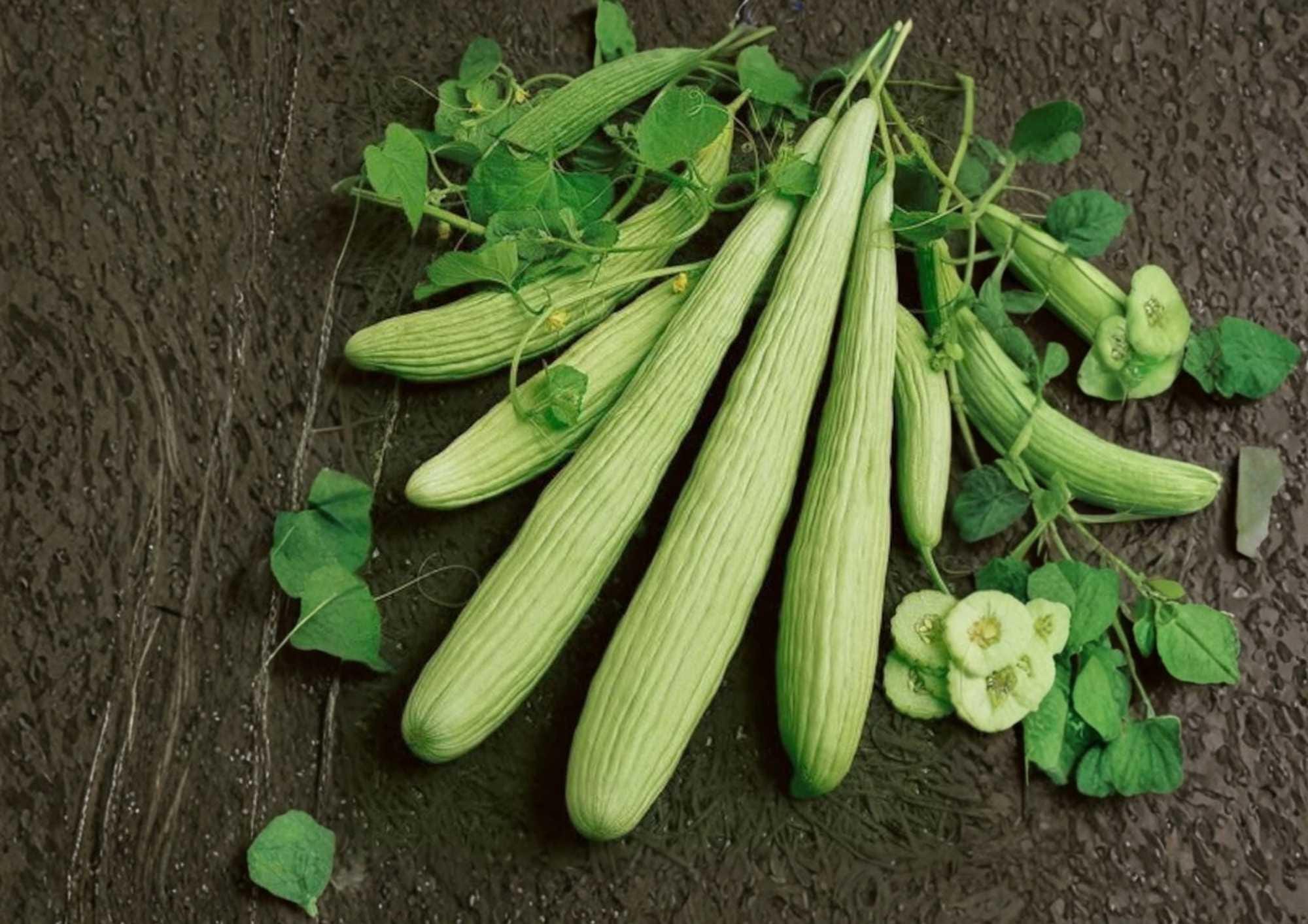 50+ Armenian Yard Long Cucumber Seeds – Heirloom Organic Non-GMO Vegetable Seeds for Garden Planting, Extra Long Sweet Crisp Gourmet Variety