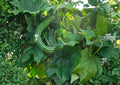 Painted Serpent Cucumber Seeds – 50+ Heirloom Non-GMO Rare Asian Vegetable Seeds for Garden Planting, Long Striped Sweet Crisp Variety