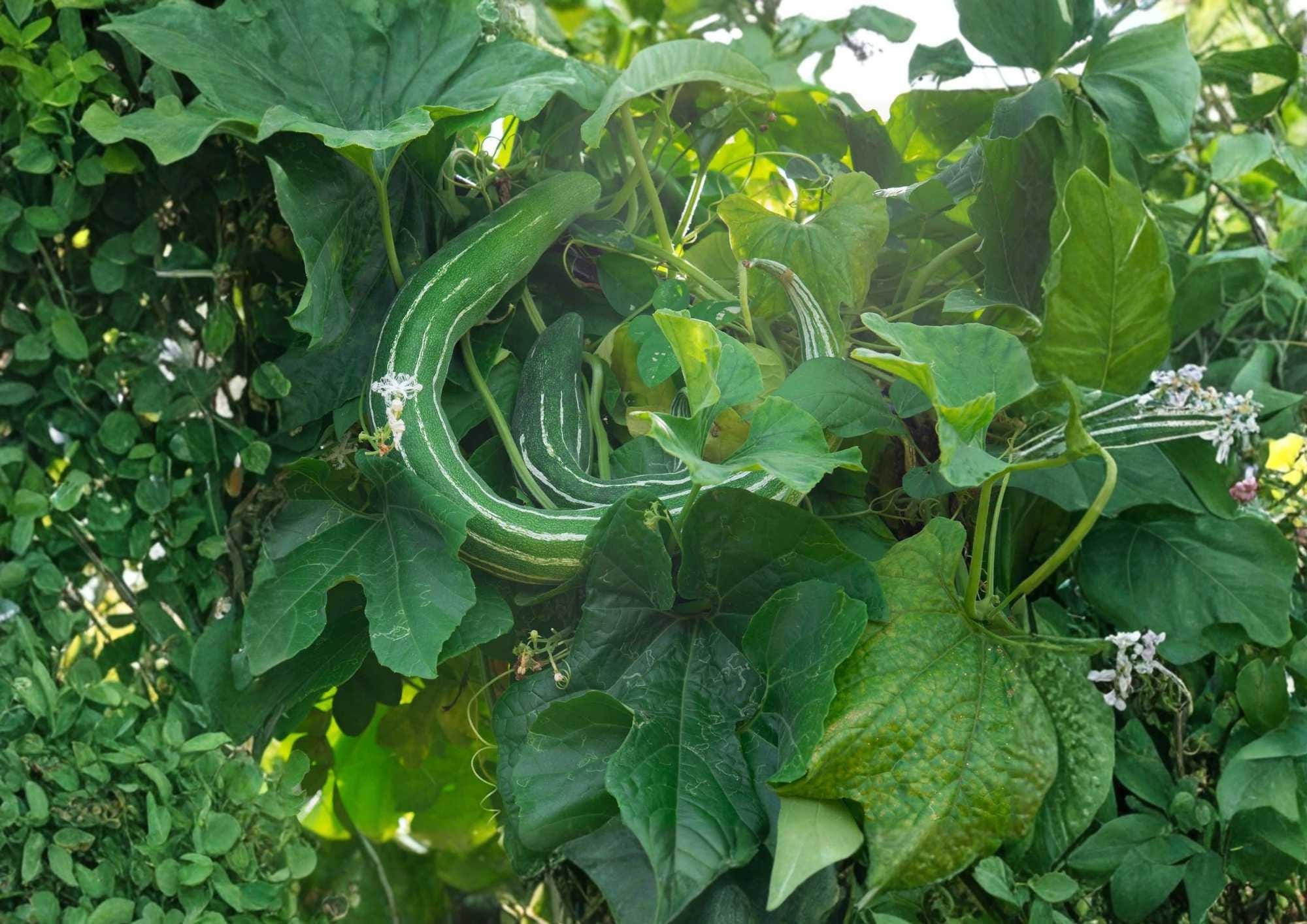 Painted Serpent Cucumber Seeds – 50+ Heirloom Non-GMO Rare Asian Vegetable Seeds for Garden Planting, Long Striped Sweet Crisp Variety