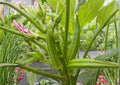 Louisiana Longhorn Cowhorn Okra Seeds – Heirloom Vegetable Seeds for Garden, High Yield, Tender Green Pods, Heirloom Variety