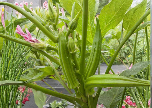 Louisiana Longhorn Cowhorn Okra Seeds – Heirloom Vegetable Seeds for Garden, High Yield, Tender Green Pods, Heirloom Variety