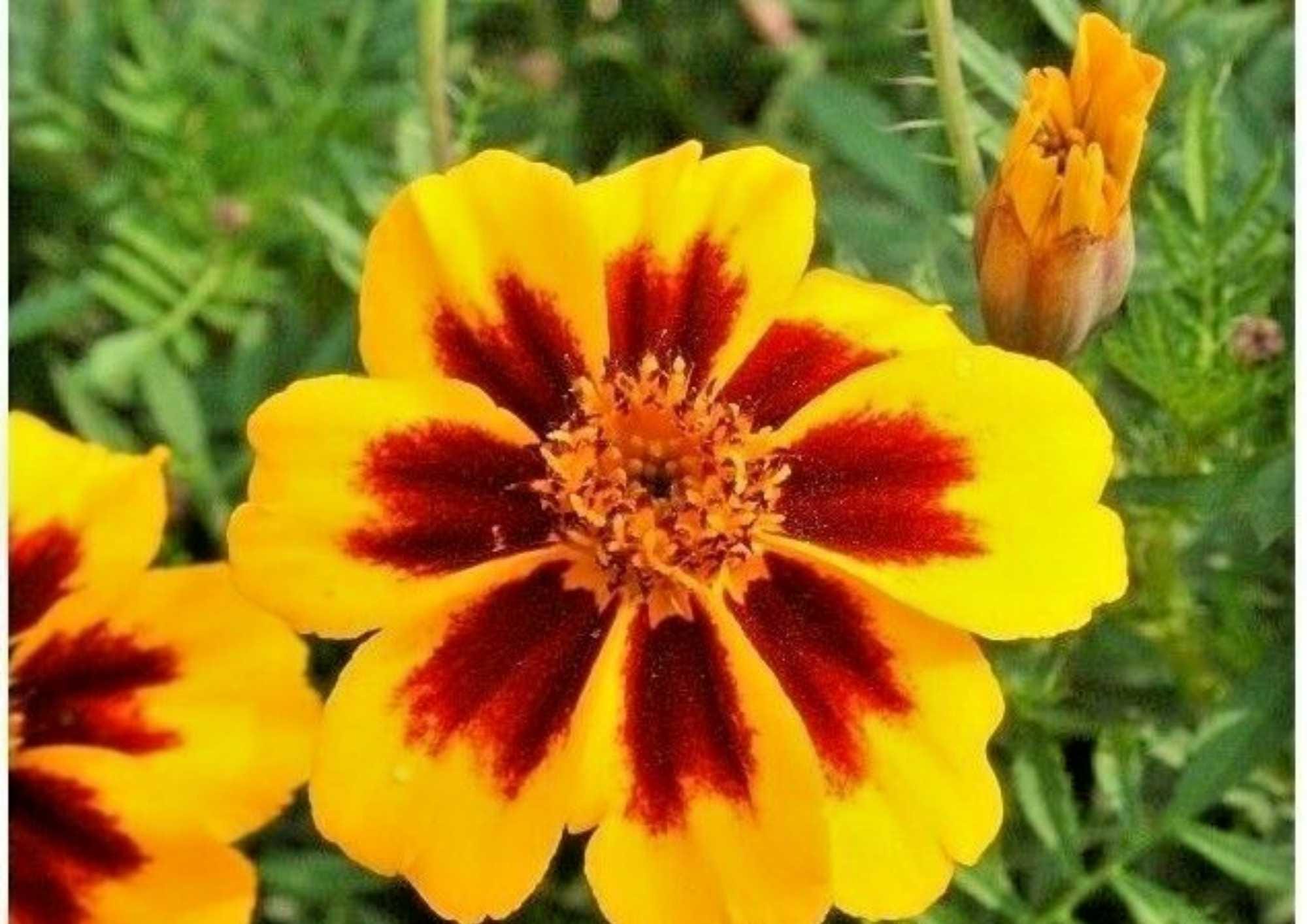 French Marigold Seeds 300+ Naughty Marietta Dwarf Heirloom Flower Seeds for Garden, Pollinator Friendly, Red and Gold Blooms