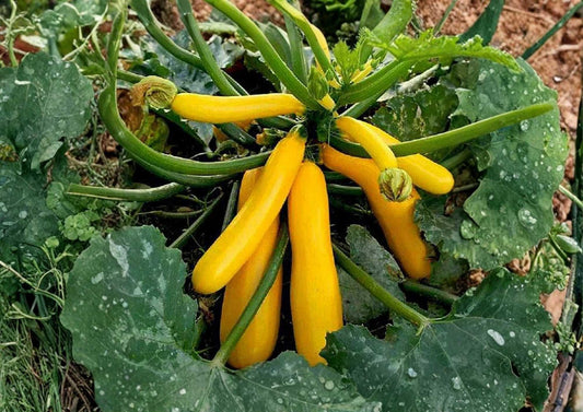 Golden Zucchini Seeds – Organic Heirloom Non-GMO Summer Squash Seeds for Garden Planting, Bright Yellow, High Yield, Easy to Grow