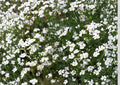 Baby's Breath Seeds, Gypsophila White Flower Seeds, Garden & Cut Flower Planting, Delicate Cloud-Like Blooms, Gypsophila paniculata