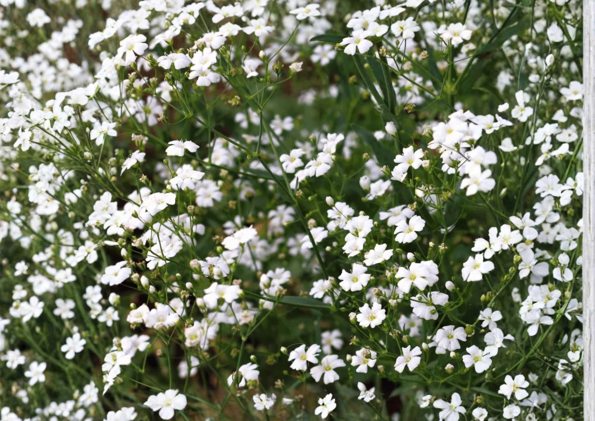 Baby's Breath Seeds, Gypsophila White Flower Seeds, Garden & Cut Flower Planting, Delicate Cloud-Like Blooms, Gypsophila paniculata