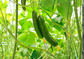 50+ Marketmore 76 Cucumber Seeds – Heirloom, Non-GMO, Dark Green, Crisp Slicing, High Yield Vegetable Seeds for Garden Planting