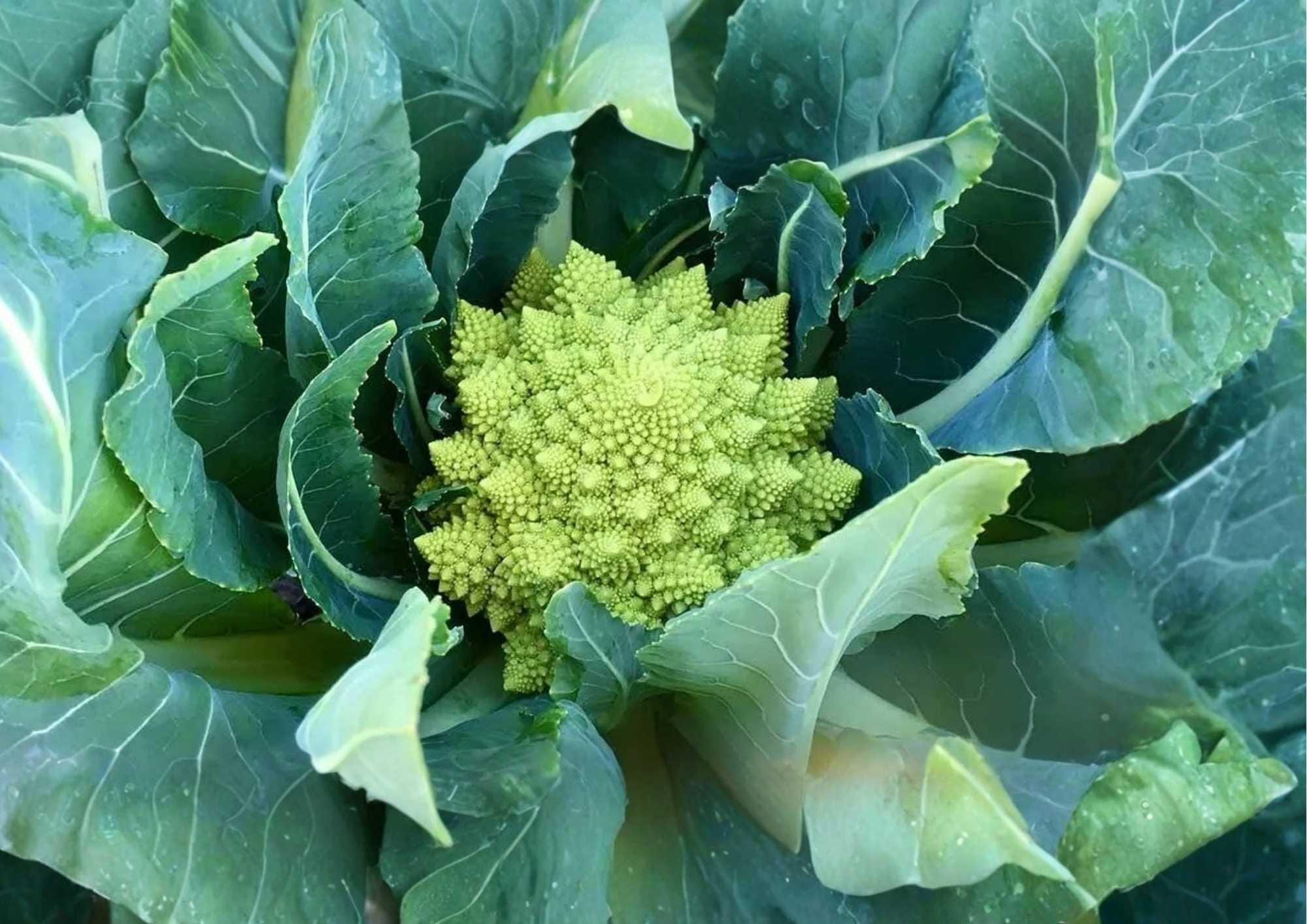 Romanesco Broccoli Seeds – 200+ Heirloom Non-GMO Vegetable Seeds for Garden Planting, Lime Green Fractal Heads, Sweet Nutty Flavor