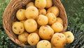 Kennebec Potato Seeds 5 Pounds – Solanum tuberosum, Tuber Crop for Home Gardening and Outdoor Cultivation