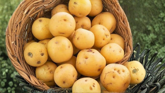Kennebec Potato Seeds 5 Pounds – Solanum tuberosum, Tuber Crop for Home Gardening and Outdoor Cultivation