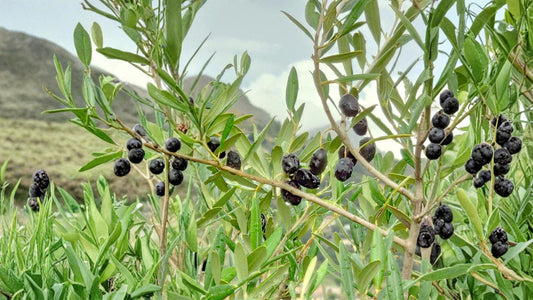 Olive Tree Seeds – Olea europaea – Mediterranean Evergreen Fruit Tree for Garden or Container Cultivation
