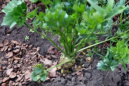 Harris Early Parsnip Seeds, Heirloom Root Vegetable, Pastinaca sativa, Long Smooth Roots for Roasting & Winter Storage