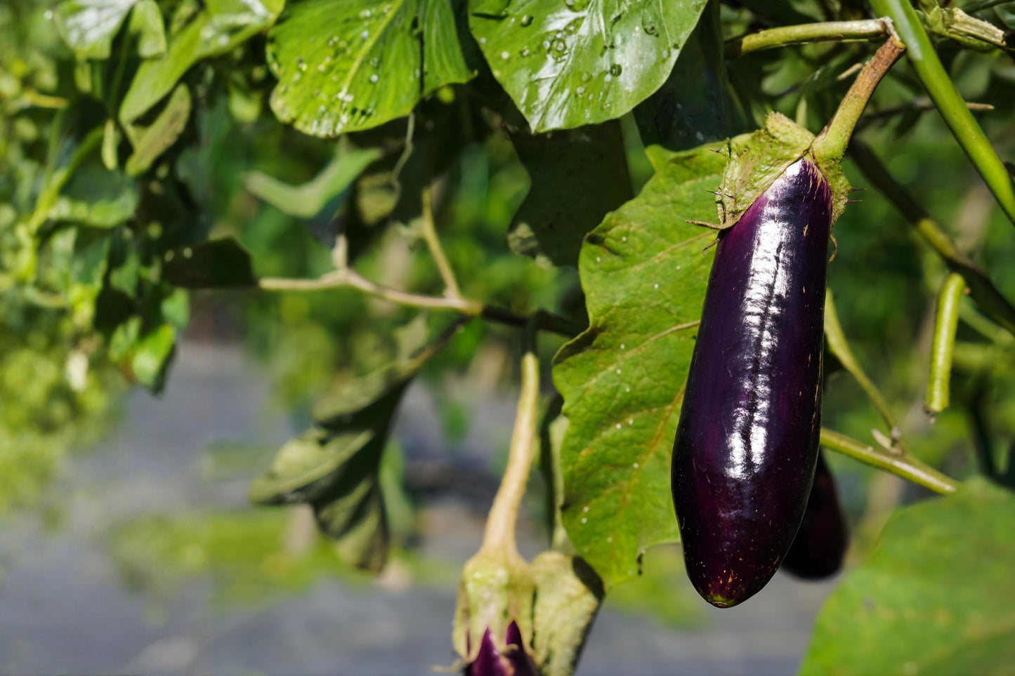 Long Purple Eggplant Seeds 50 Solanum melongena Heirloom, Deep Purple Fruits, Easy to Grow, Heirloom Vegetable Seeds