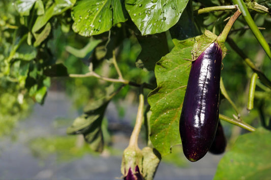 Long Purple Eggplant Seeds 50 Solanum melongena Heirloom, Deep Purple Fruits, Easy to Grow, Heirloom Vegetable Seeds