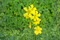 Chilean Yellow Clover Seeds (Oxalis valdiviensis) – Bright Ground Cover, Yellow Flowers, Easy to Grow, Naturalized Garden, Container Plant