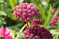 Rose Milkweed Seeds (15) | Asclepias incarnata | Native Pollinator Plant for Monarchs & Wetlands